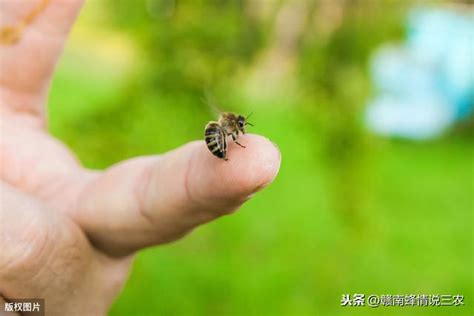 看到蜜蜂徵兆|蜜蜂進家裡有什麼預兆，網友們來看看